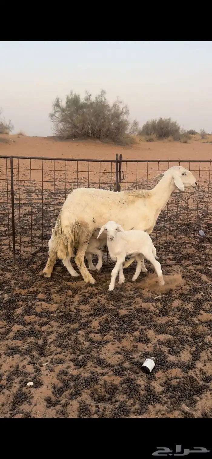 حريه سدس تحتها خروفين 1