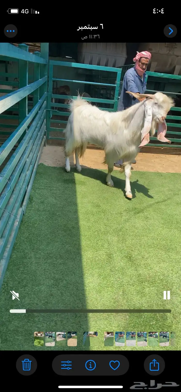 فحل مشروك جرم طيب 1