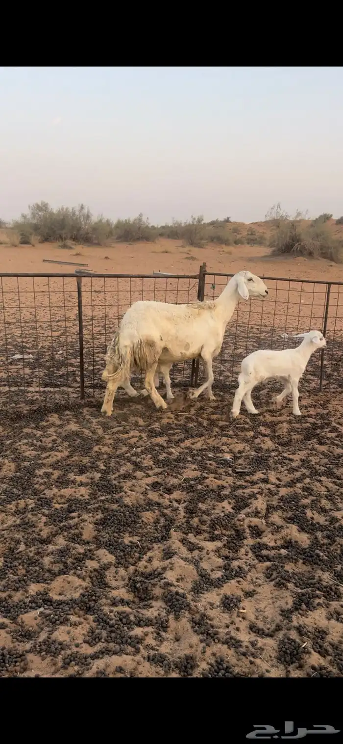 حريه سدس تحتها خروفين 0