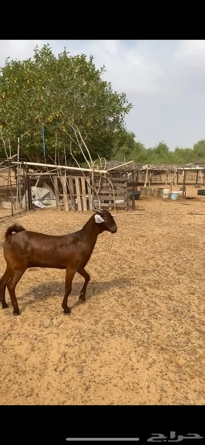 جفرتين فواخر الاعمار حول 7 شهور 7