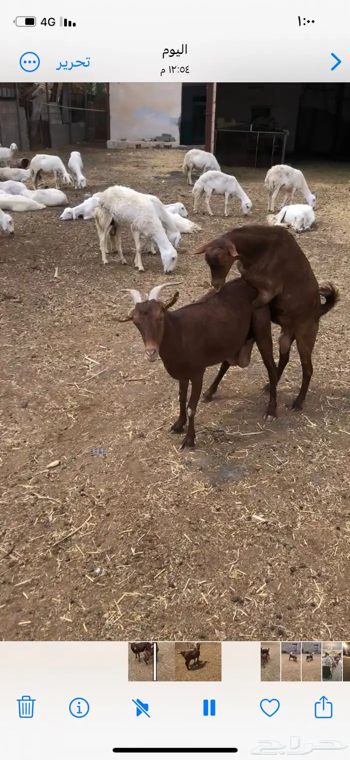 تيس فحل جذع ادهم نظيف 5