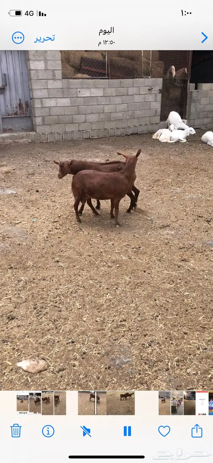 تيس فحل جذع ادهم نظيف 3