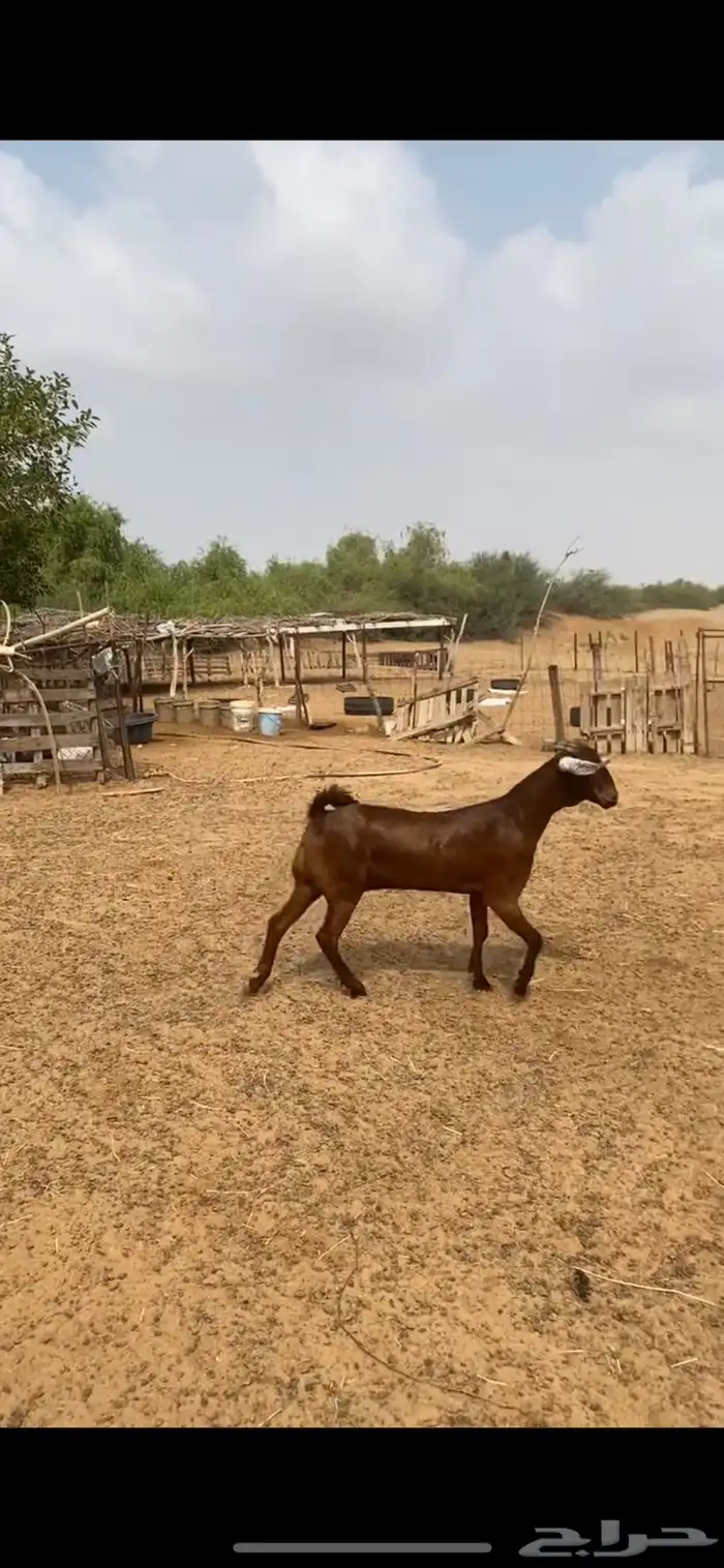 جفرتين فواخر الاعمار حول 7 شهور 6