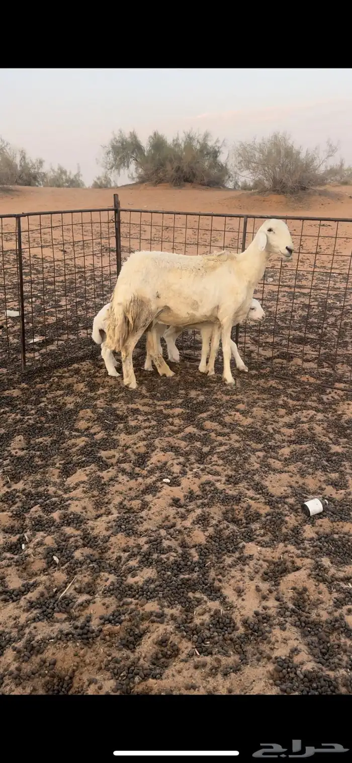 حريه سدس تحتها خروفين 2