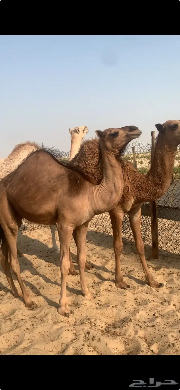 حشو قعدان للبيع 0