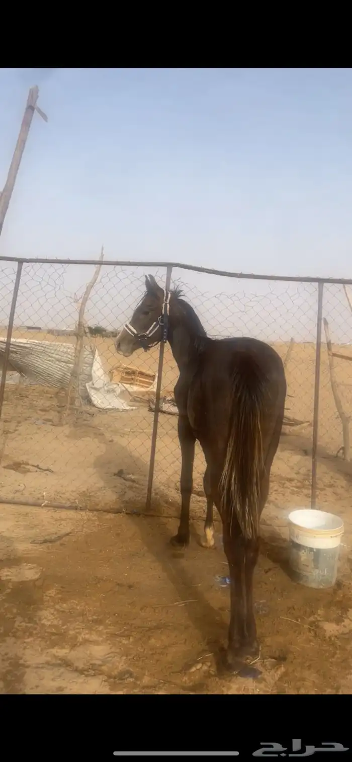 مهر كفو جدا جدا 4