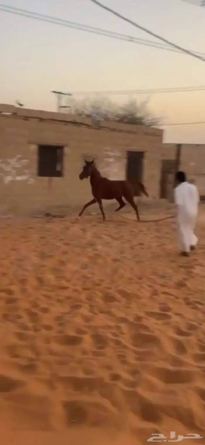 مهر شيخ ابوه كفو و امه كفو 1
