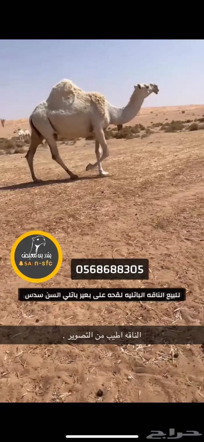 للبيع الناقه الطيبه لقحه على البنك 0