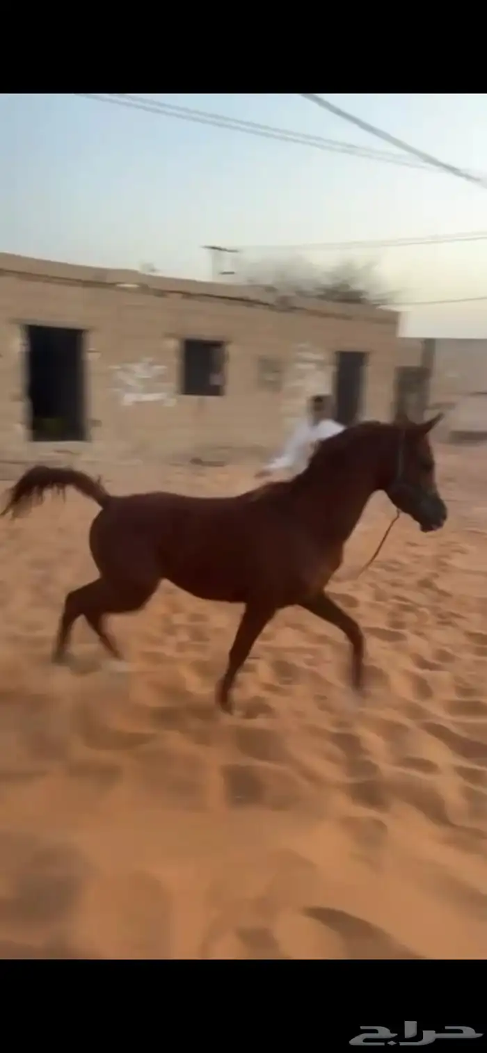 مهر شيخ ابوه كفو و امه كفو 4