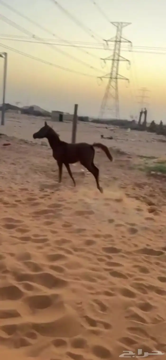 مهر شيخ ابوه كفو و امه كفو 2