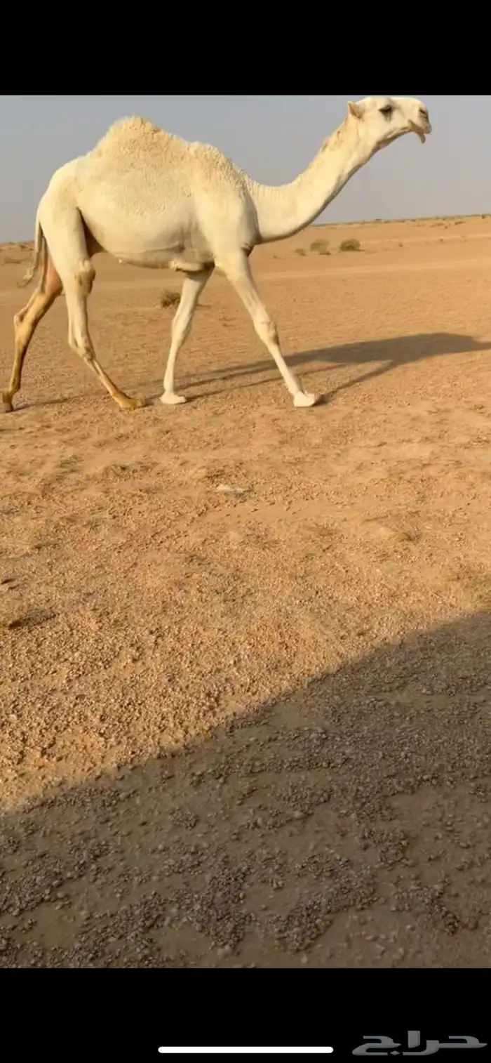 قعود فردي 1