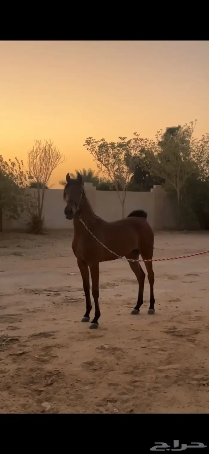 مهره واهو دماء فاخره 3