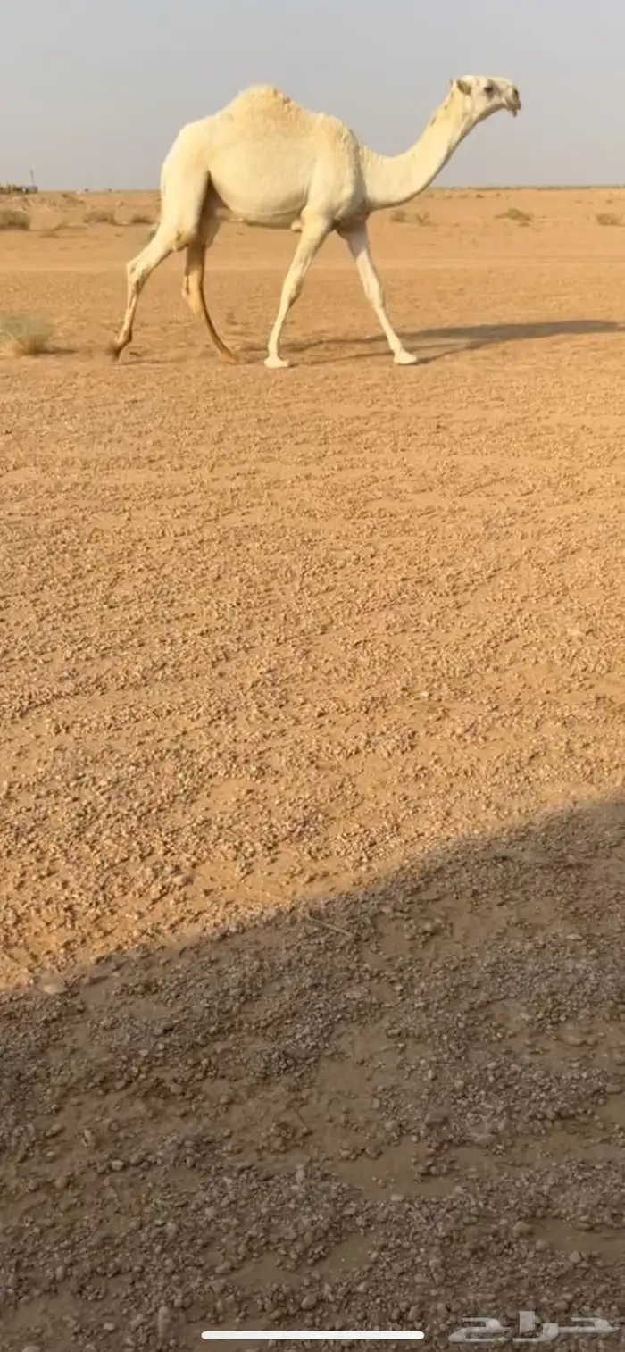قعود فردي 2