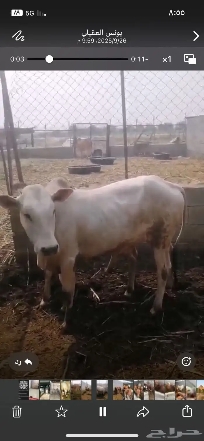 حسيل شركه ربع 1250 4