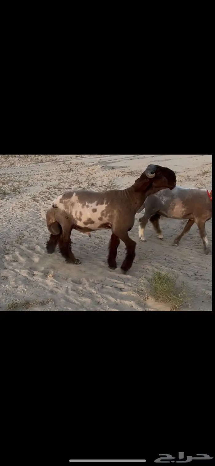 جذع نعيم صنف الصنف ادبس 0