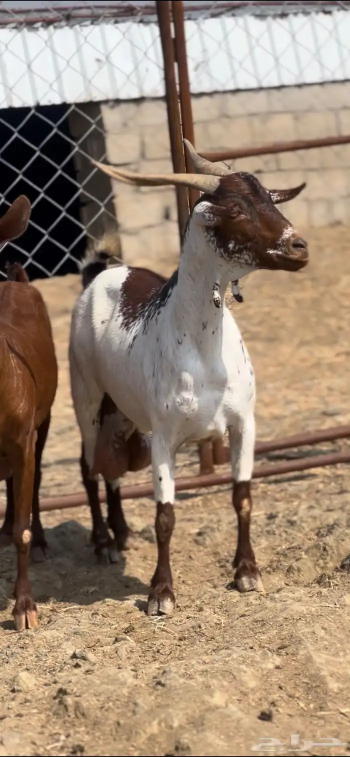 معزا تم البيع 1