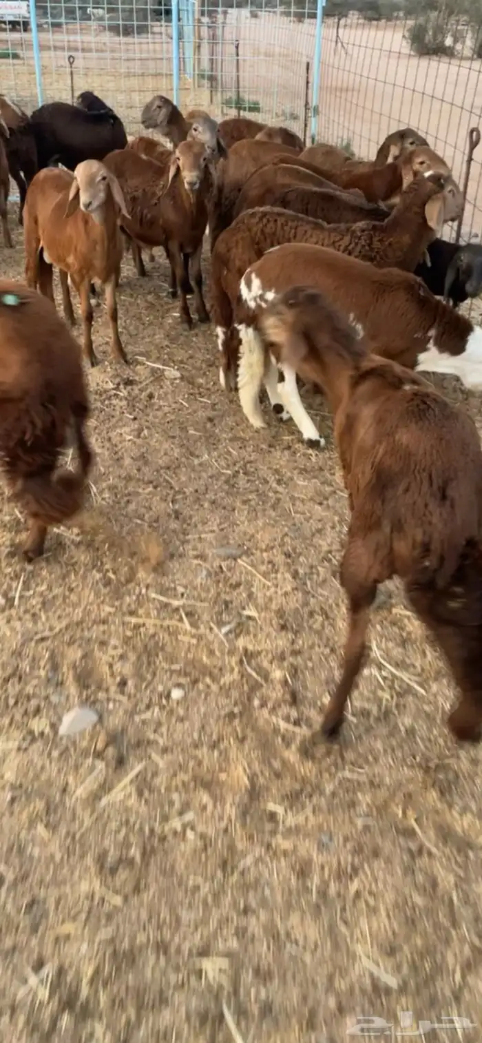 سواكن حمري فل شحم تربيه 3