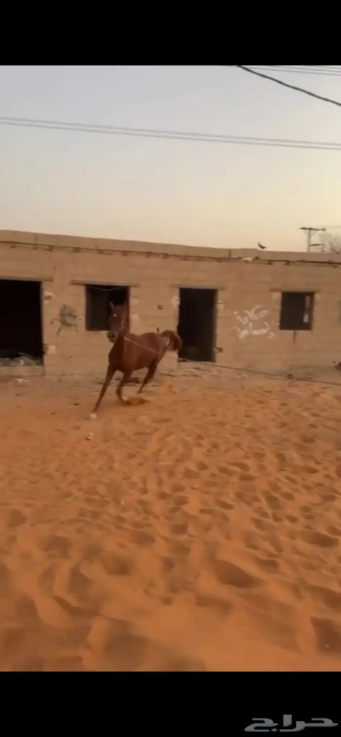 مهر شيخ ابوه كفو و امه كفو 0