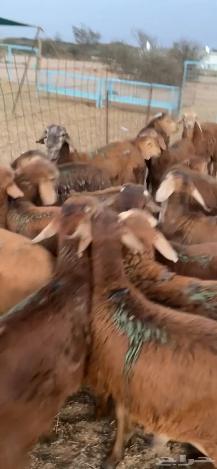 سواكن حمري فل شحم تربيه 2