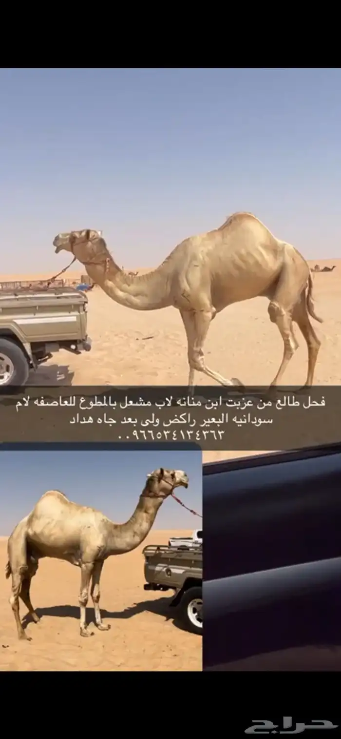 للبيع فحل طيب هجن 0
