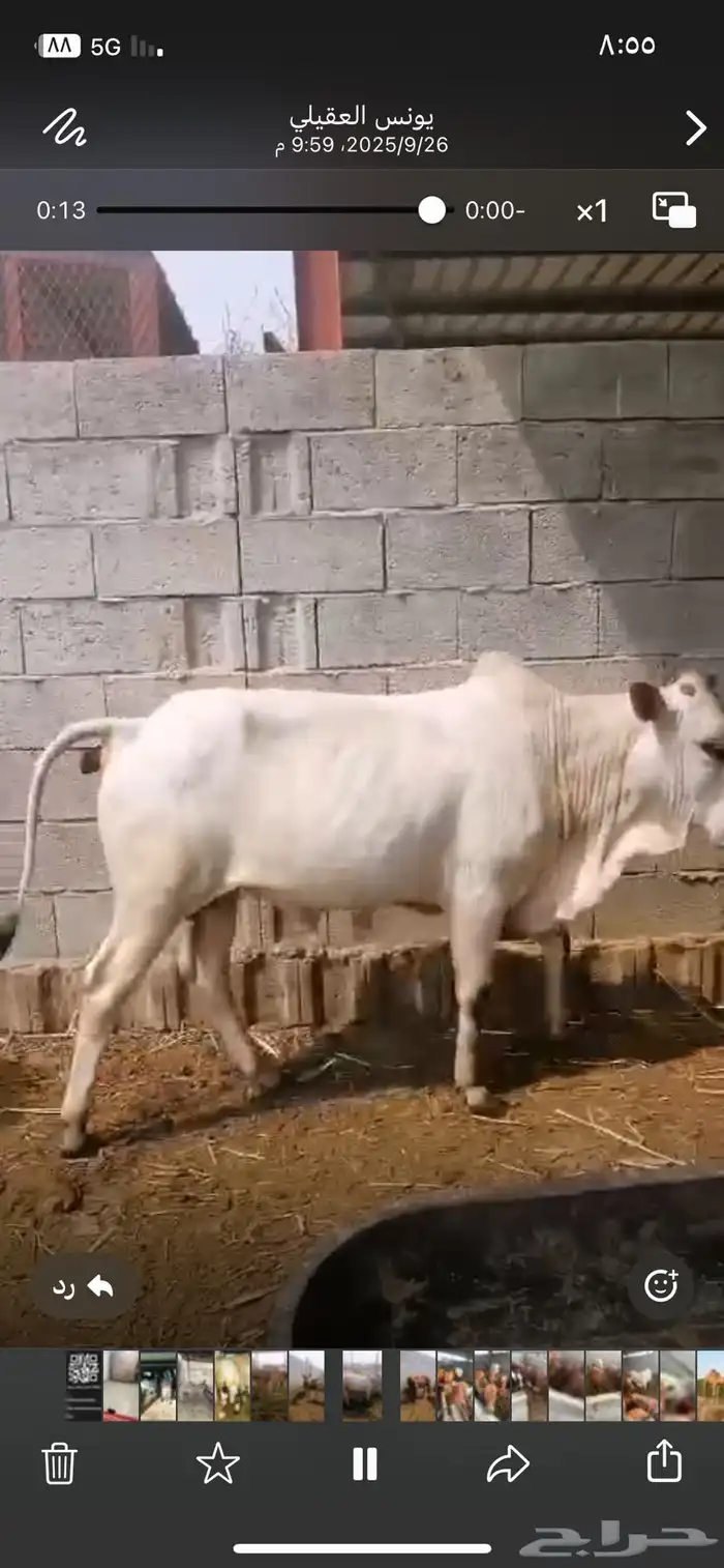 حسيل شركه ربع 1250 0