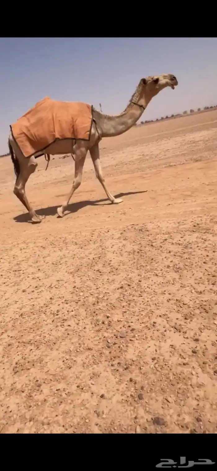 للبيع بكره مفروده باتليه 0