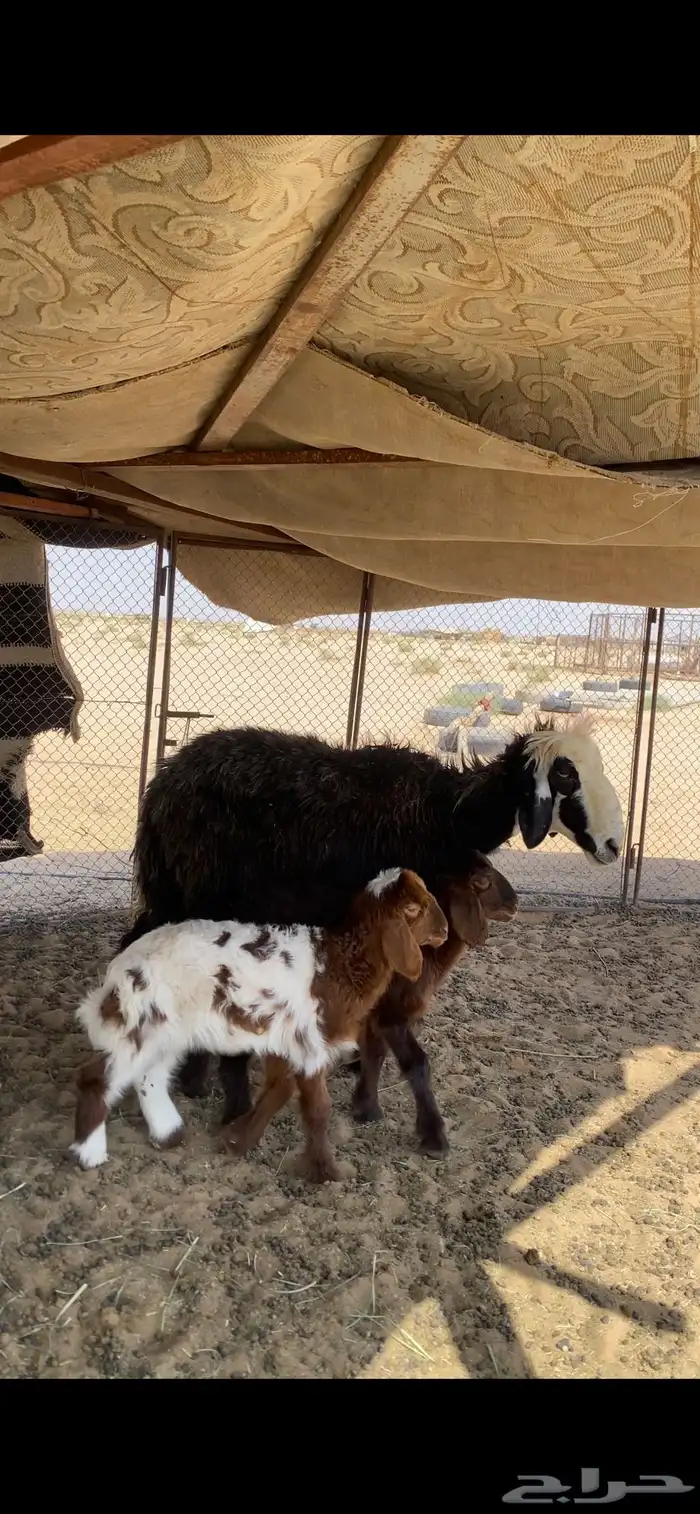 نجدية متوم 2