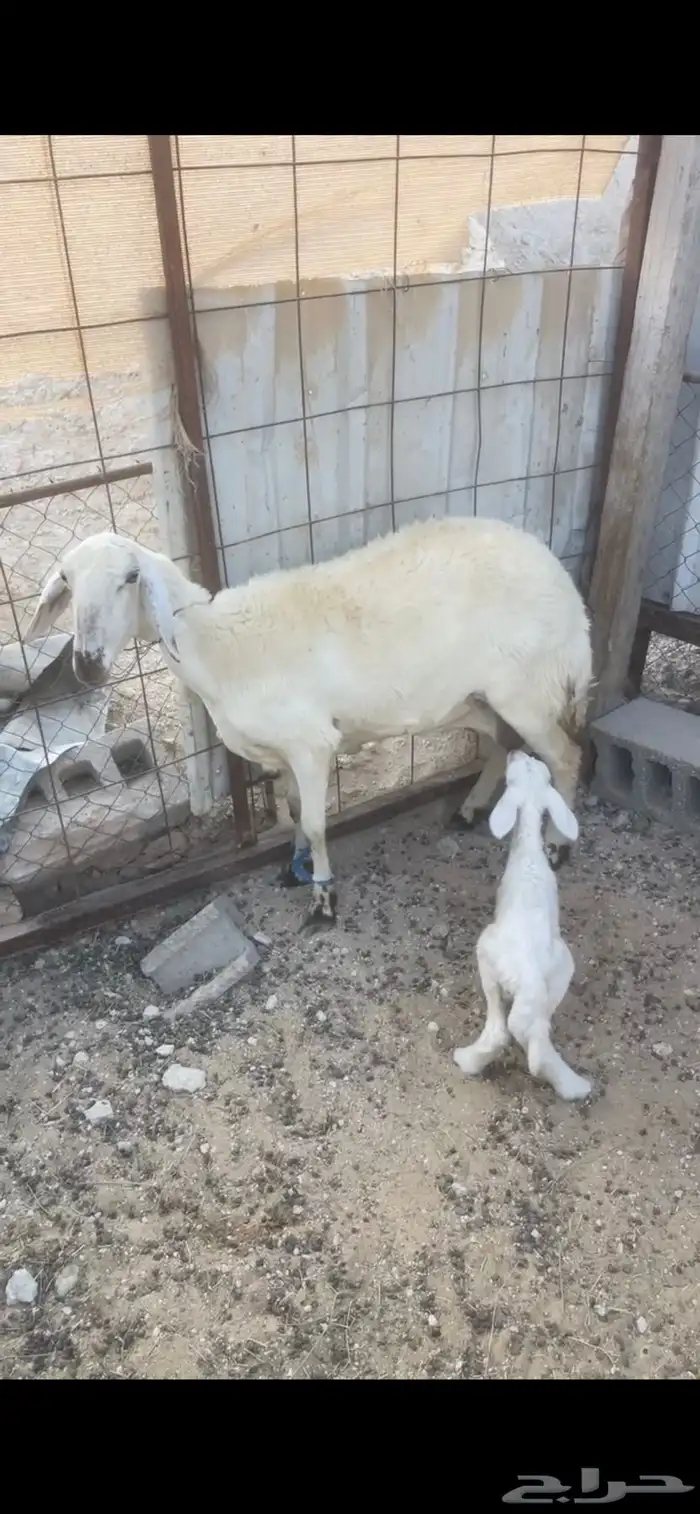 حريه رغوث 0