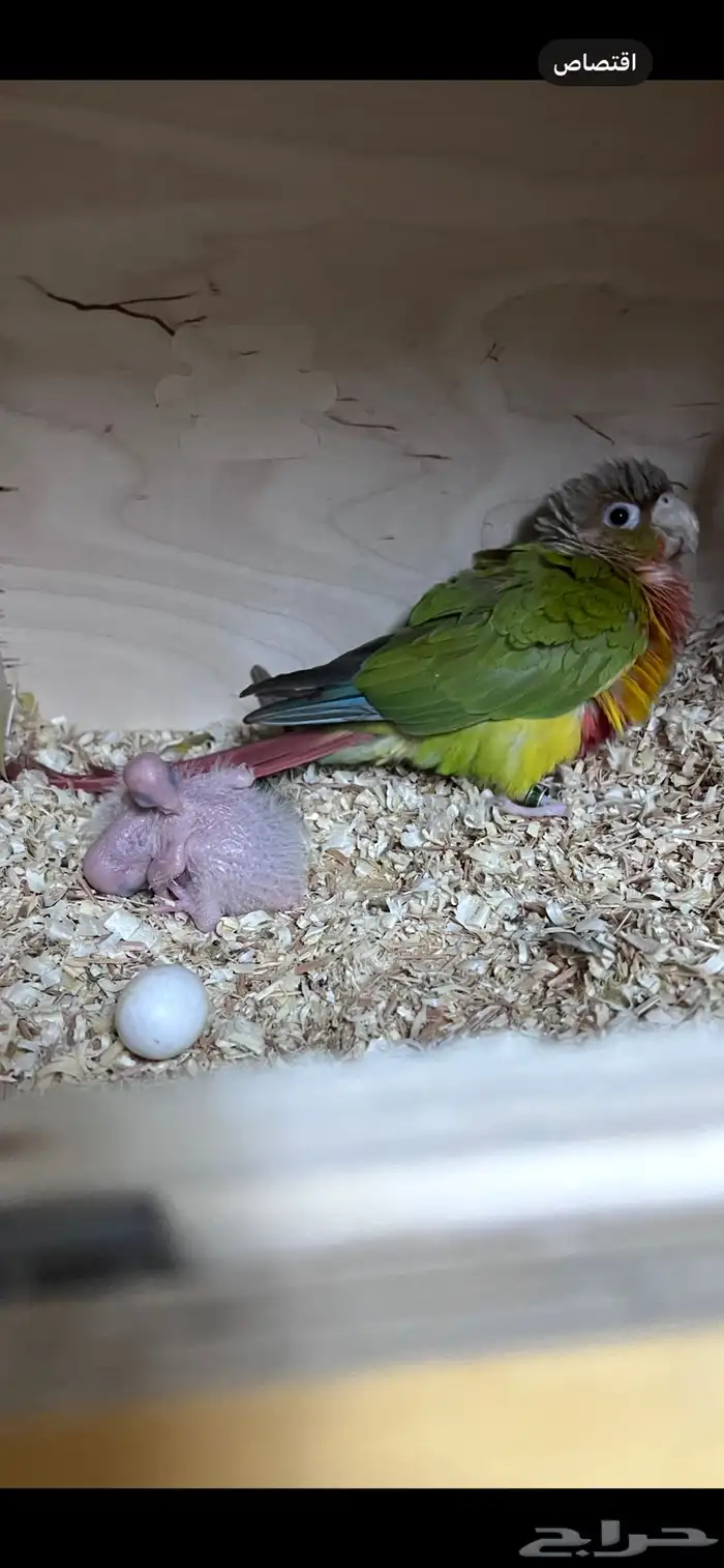 زوج كنيور للبيع 1