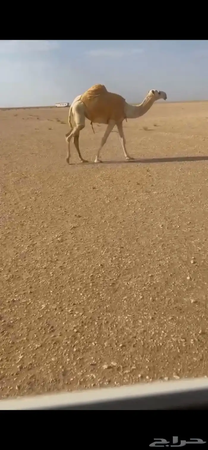 للبيع البكره باتليه توها مفروده 0