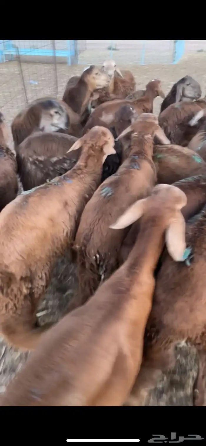 سواكن حمري فل شحم تربيه 5