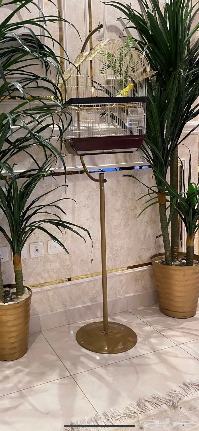 طيور الحب أليفه جدا 2