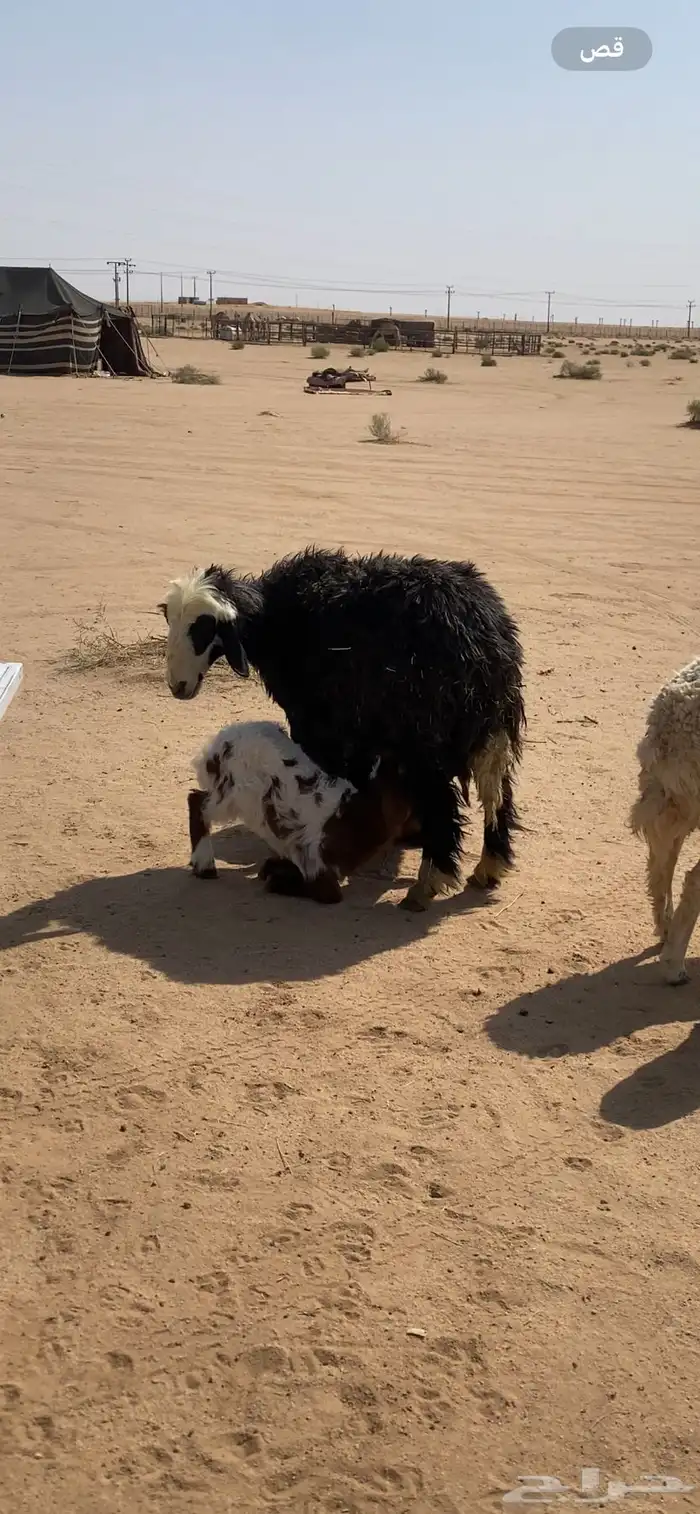 نجدية متوم 3