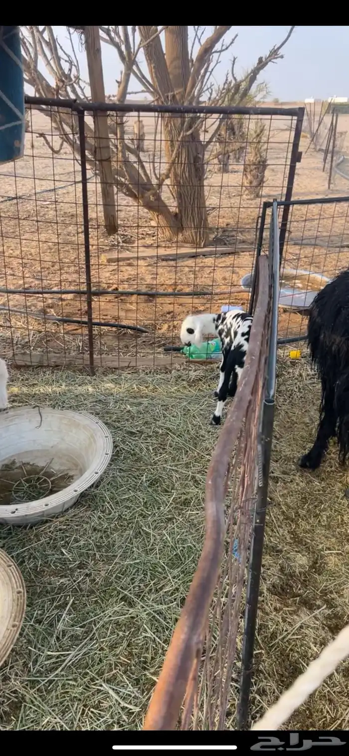 للبيع حريات ونجد خلفات ومعزا دفيع 9