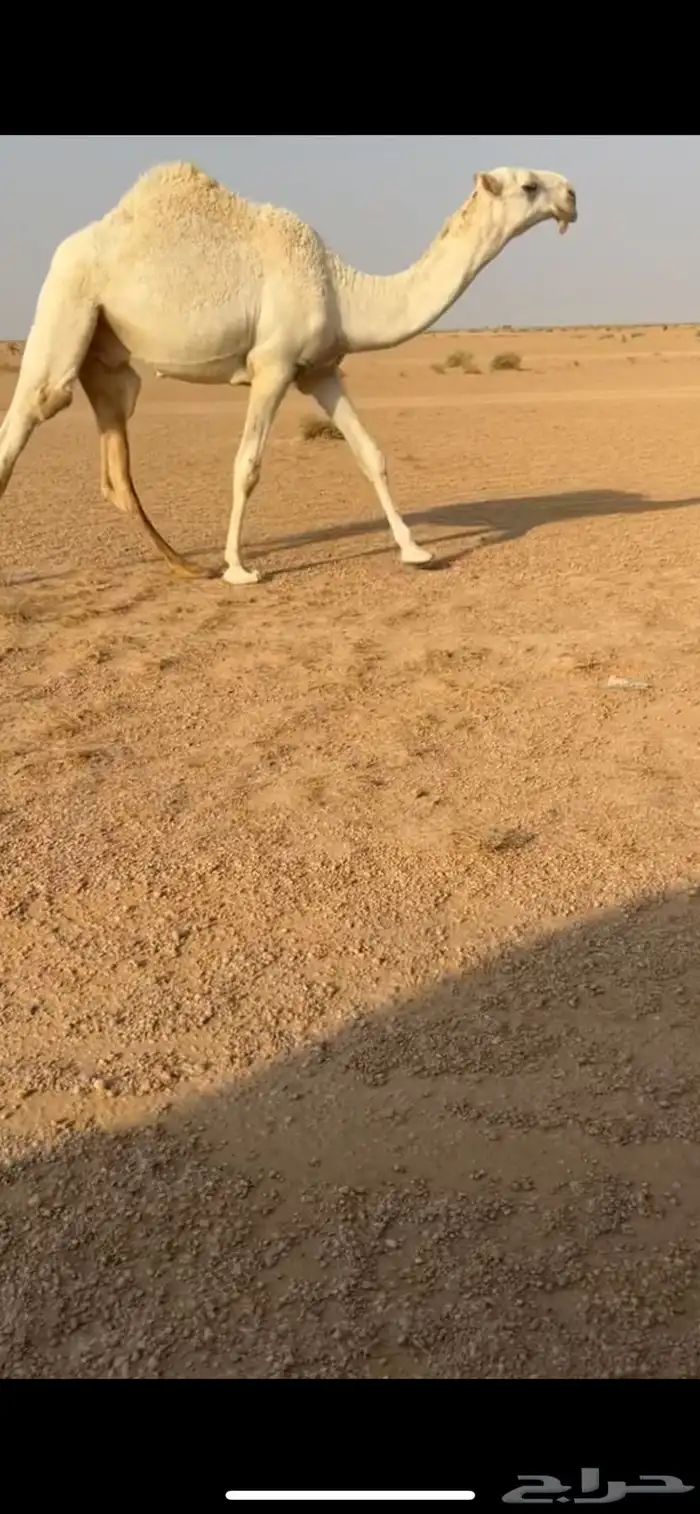 قعود فردي 0