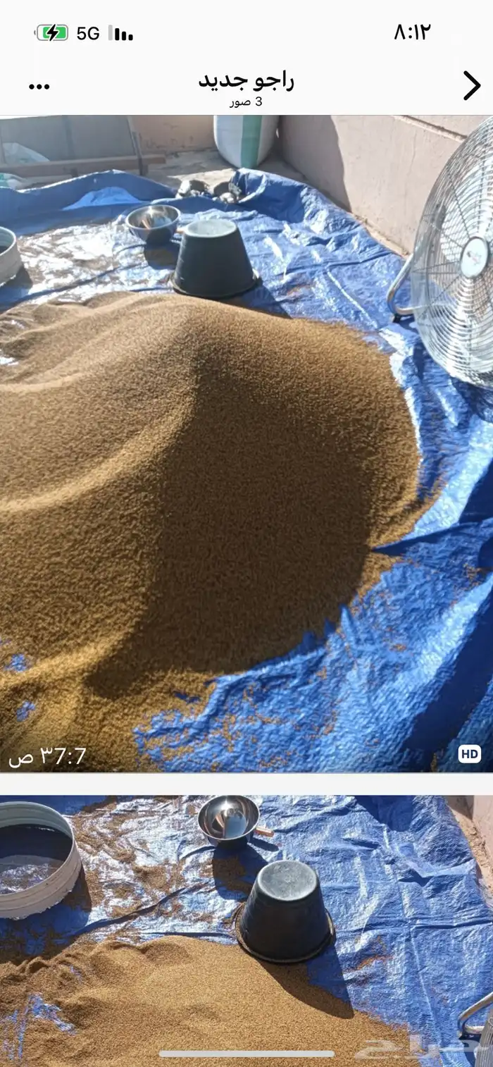 بذر برسيم عربي جديد 0