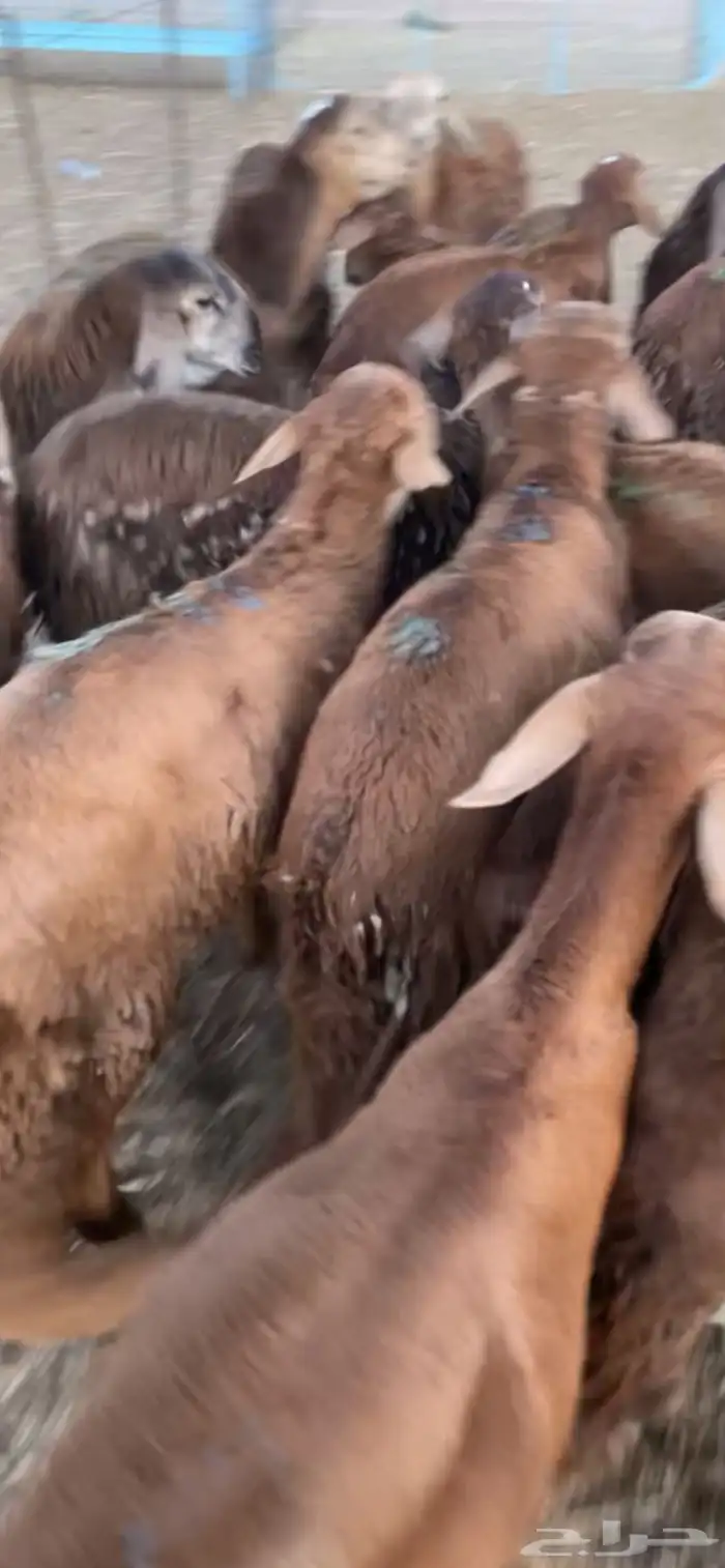 سواكن حمري فل شحم تربيه 4