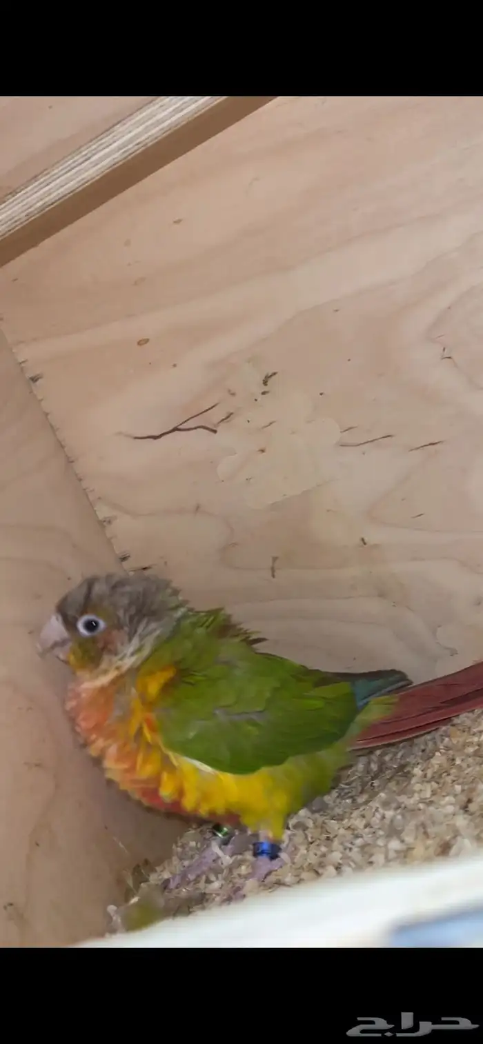 زوج كنيور للبيع 0