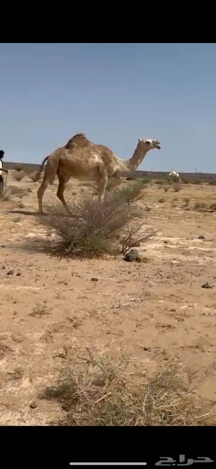ناقه لقحه شقحى 0