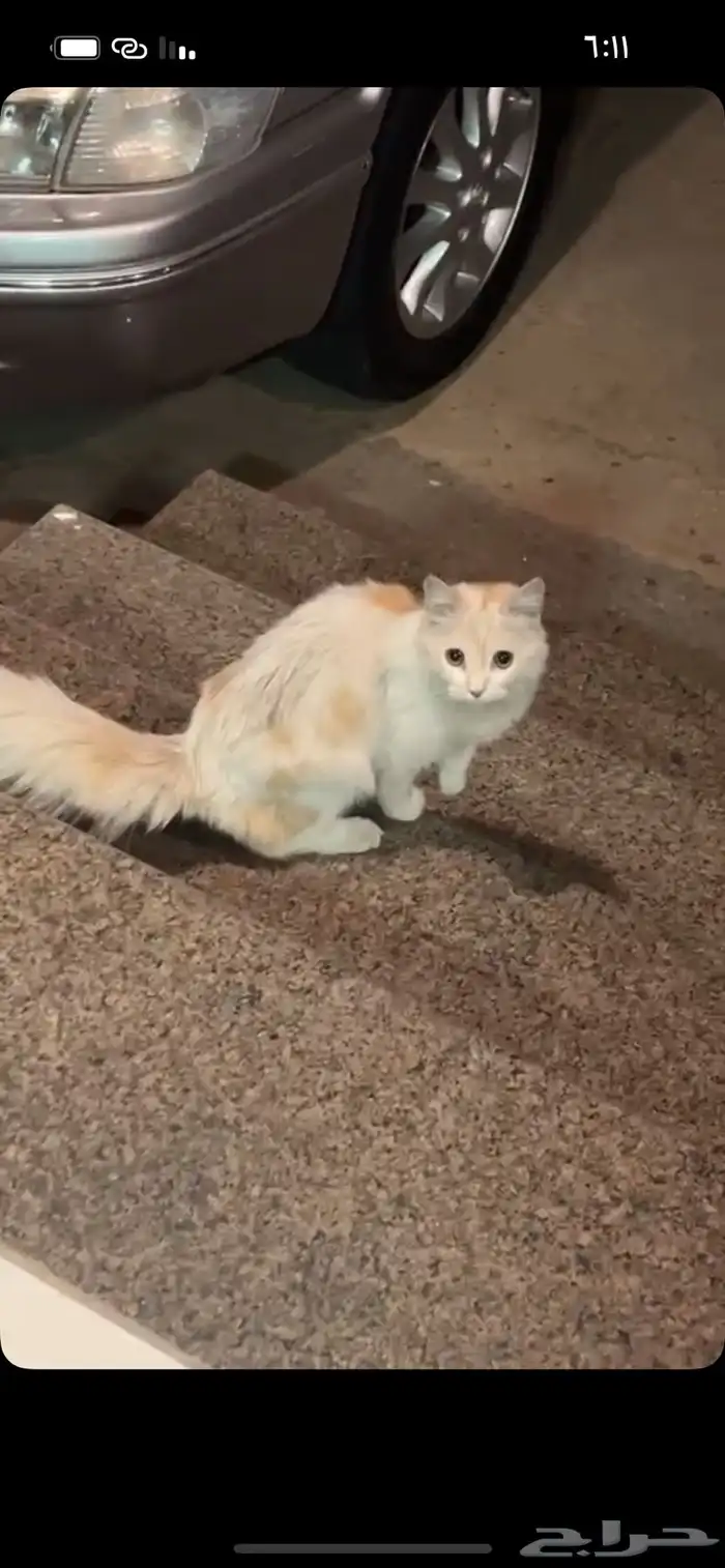 لقيت قط ضايع 1