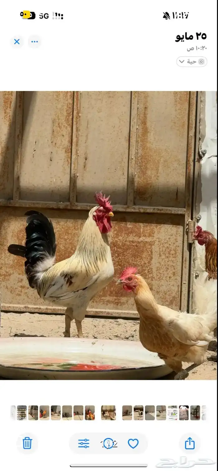 ديك فرق وتاج تم البيع 0