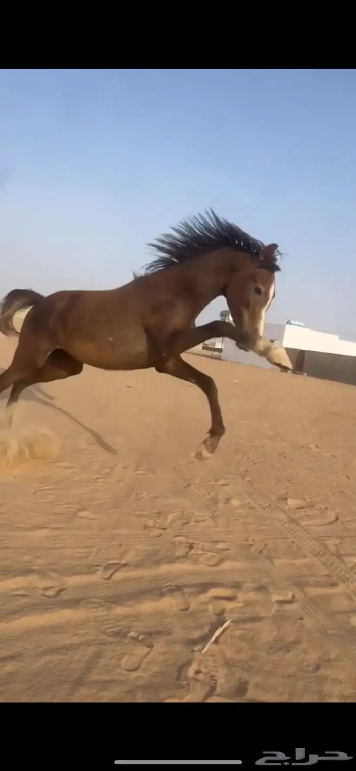 مهر كفو جدا جدا 1