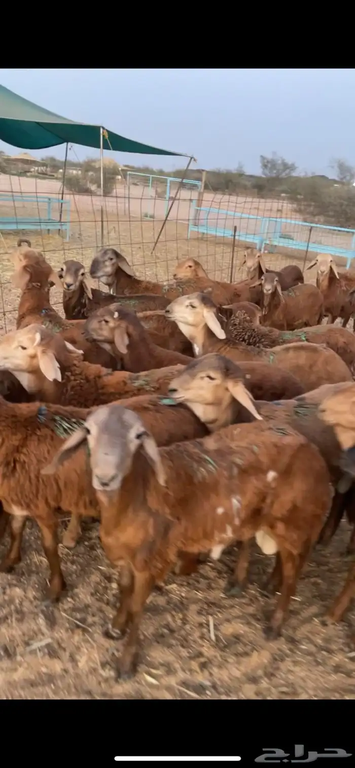 سواكن حمري فل شحم تربيه 0