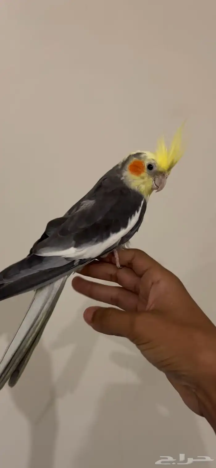 ذكر كروان جاهز تم البيع 0