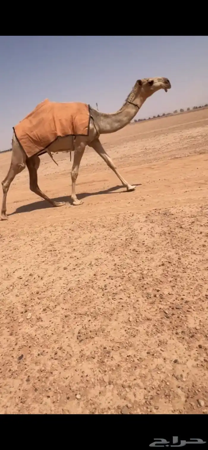 للبيع بكره مفروده باتليه 1