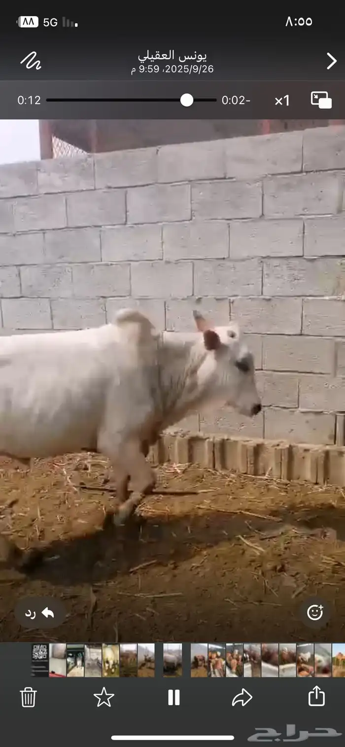 حسيل شركه ربع 1250 5