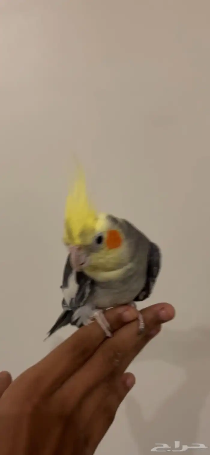 ذكر كروان جاهز تم البيع 1