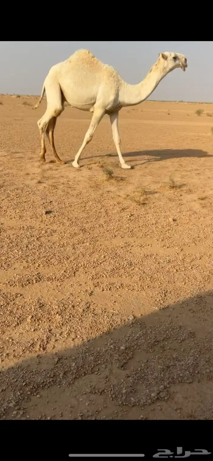 قعود فردي 3