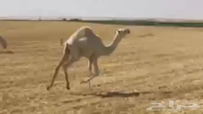 حاشي لا البيع عمره6 شهور 0