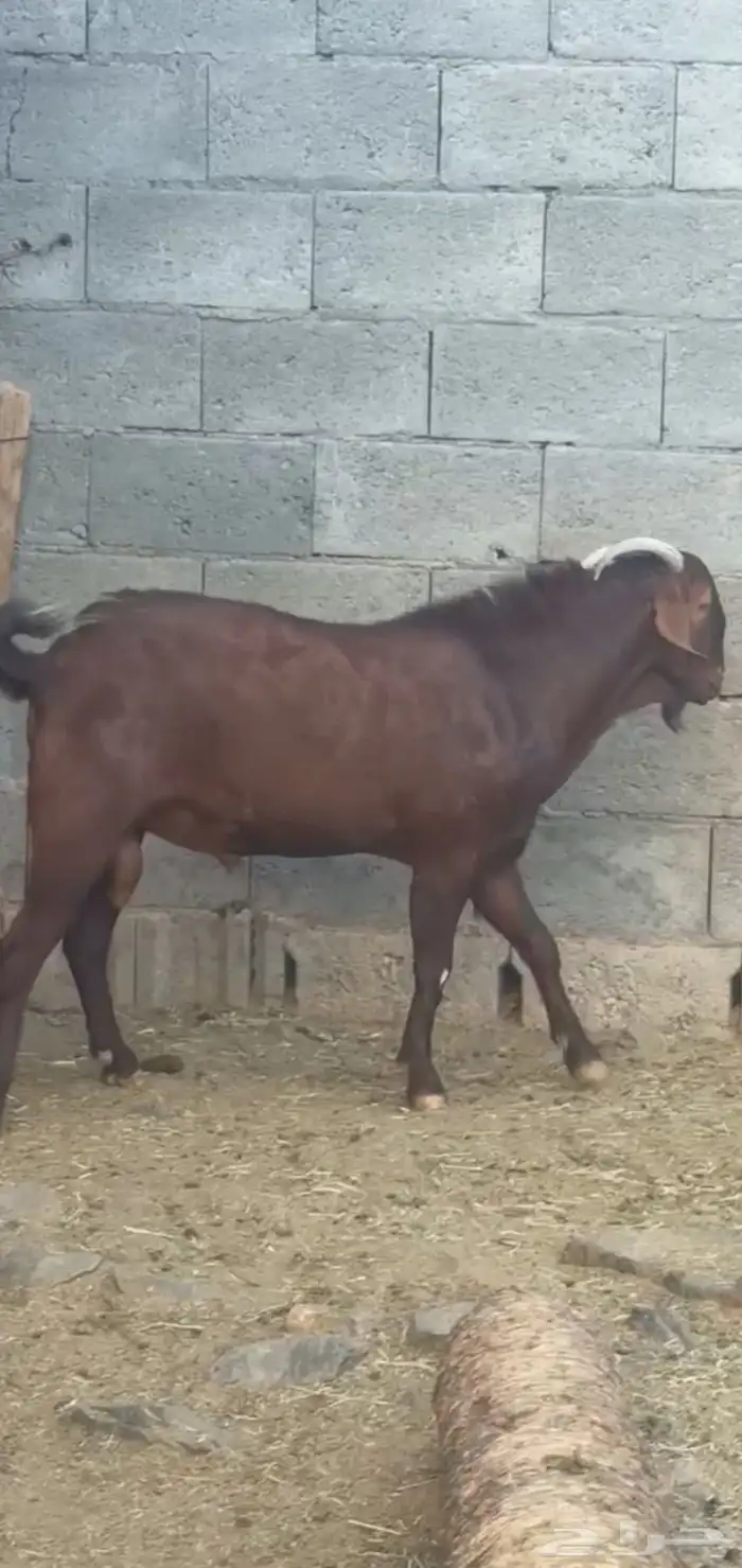 تيس مطور عرض نادر( تم البيع ) 1